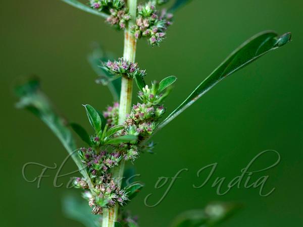 White Amaranth